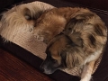 Dogs_7-2017 (1)
